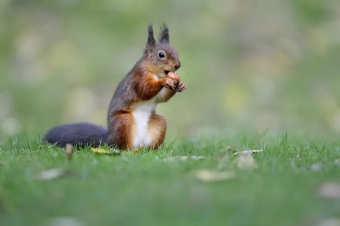Framed Print : Eurasian Red Squirrel (Sciurus vulgaris) adult, feeding on hazelnut, sitting on garden lawn, Newlands Valley Framed Print : Eurasian Red Squirrel (Sciurus vulgaris) adult, feeding on hazelnut, sitting on garden lawn, Newlands Valley