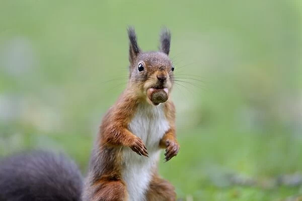 Eurasian Red Squirrel (Sciurus vulgaris) adult, with hazelnut in mouth, standing on garden lawn, Newlands Valley