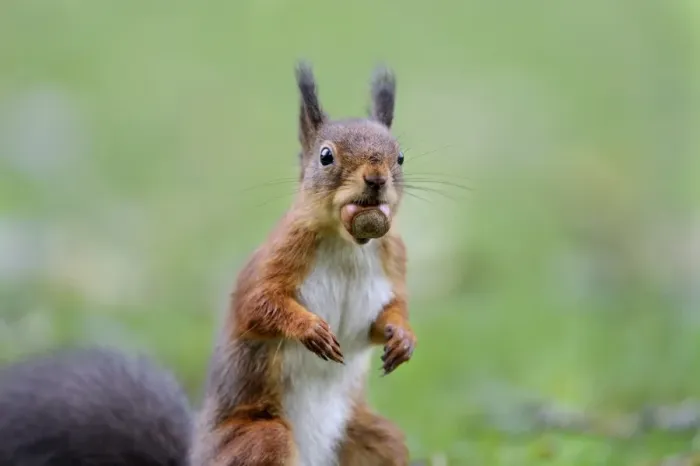 Framed Print : Eurasian Red Squirrel (Sciurus vulgaris) adult, with hazelnut in mouth, standing on garden lawn, Newlands Valley Framed Print : Eurasian Red Squirrel (Sciurus vulgaris) adult, with hazelnut in mouth, standing on garden lawn, Newlands Valley