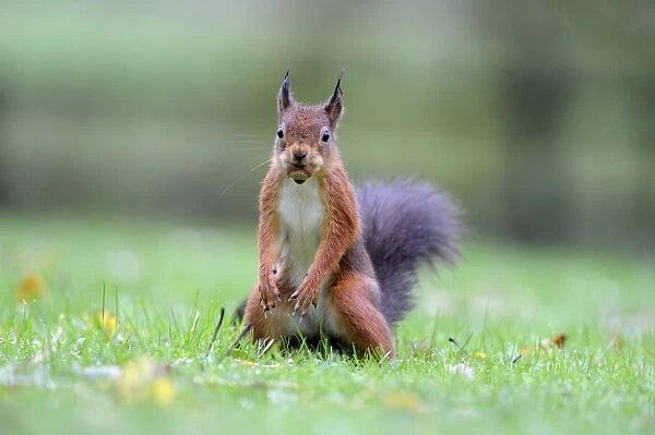 Eurasian Red Squirrel (Sciurus vulgaris) adult, with hazelnut in mouth, standing on garden lawn during rainfall