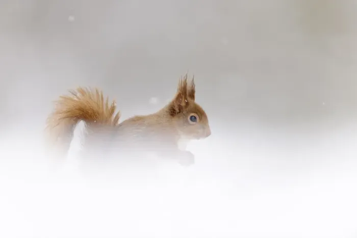 Framed Print : Eurasian Red Squirrel (Sciurus vulgaris) adult, sitting amongst snow in coniferous forest, Cairngorms N. P