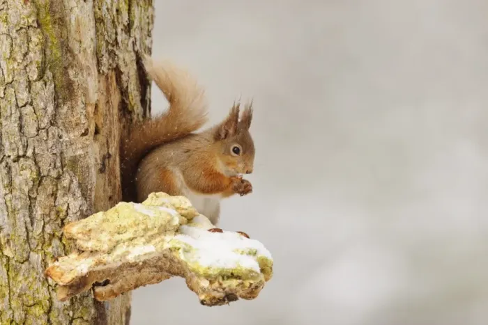 Framed Print : Eurasian Red Squirrel (Sciurus vulgaris) adult, feeding on hazelnut, sitting on snow covered bracket fungus on Scots Framed Print : Eurasian Red Squirrel (Sciurus vulgaris) adult, feeding on hazelnut, sitting on snow covered bracket fungus on Scots