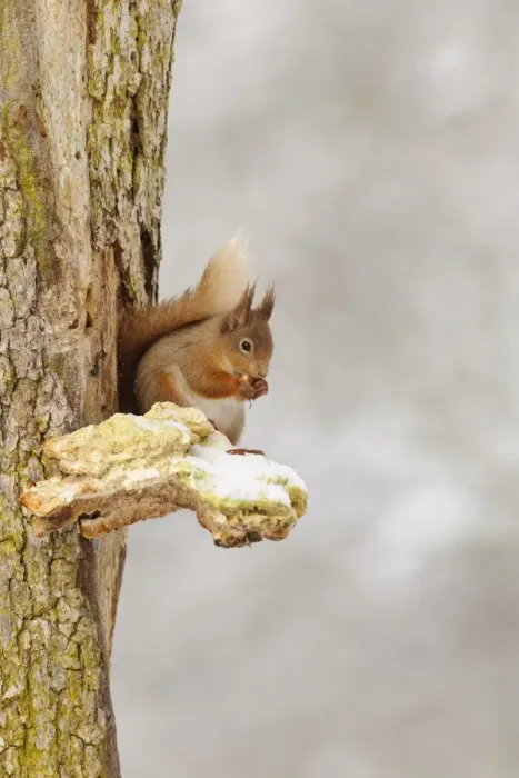Framed Print : Eurasian Red Squirrel (Sciurus vulgaris) adult, feeding on hazelnut, sitting on snow covered bracket fungus on Scots