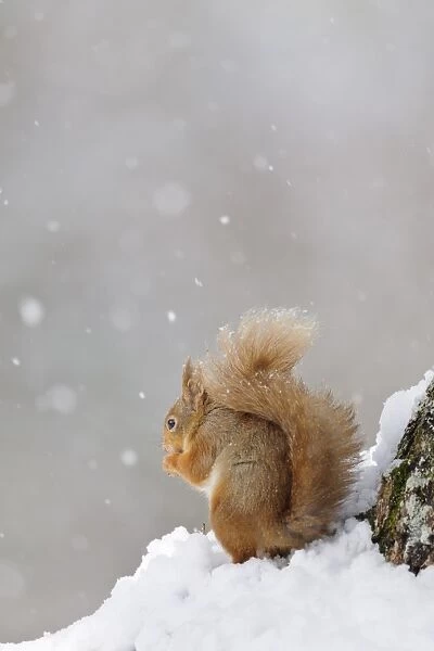 Eurasian Red Squirrel (Sciurus vulgaris) adult, feeding on hazelnut, sitting on snow during snowfall in coniferous