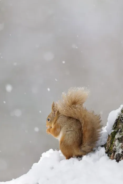 Framed Print : Eurasian Red Squirrel (Sciurus vulgaris) adult, feeding on hazelnut, sitting on snow during snowfall in coniferous Framed Print : Eurasian Red Squirrel (Sciurus vulgaris) adult, feeding on hazelnut, sitting on snow during snowfall in coniferous