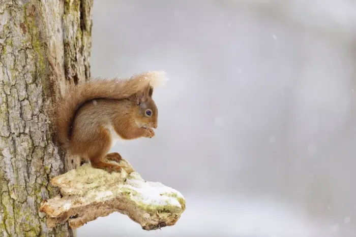 Framed Print : Eurasian Red Squirrel (Sciurus vulgaris) adult, feeding on hazelnut, sitting on snow covered bracket fungus on Scots Framed Print : Eurasian Red Squirrel (Sciurus vulgaris) adult, feeding on hazelnut, sitting on snow covered bracket fungus on Scots