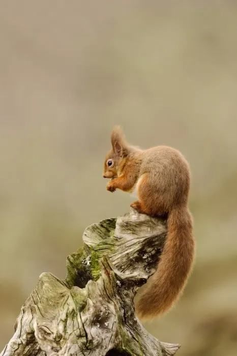Framed Print : Eurasian Red Squirrel (Sciurus vulgaris) adult, feeding on hazelnut, sitting on stump in coniferous forest Framed Print : Eurasian Red Squirrel (Sciurus vulgaris) adult, feeding on hazelnut, sitting on stump in coniferous forest
