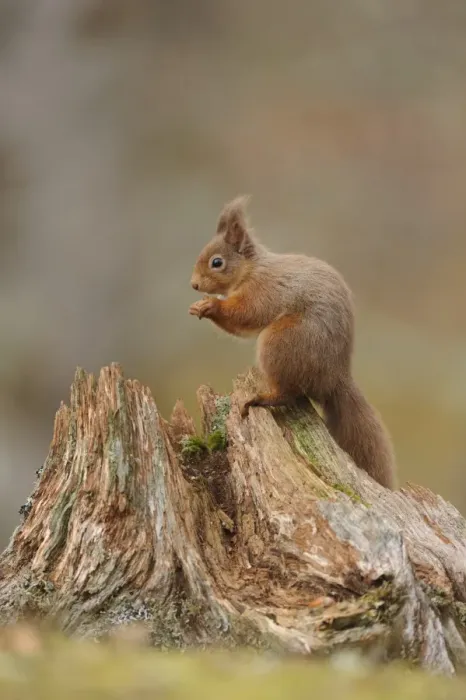 Framed Print : Eurasian Red Squirrel (Sciurus vulgaris) adult, feeding on hazelnut, sitting on stump in coniferous forest Framed Print : Eurasian Red Squirrel (Sciurus vulgaris) adult, feeding on hazelnut, sitting on stump in coniferous forest