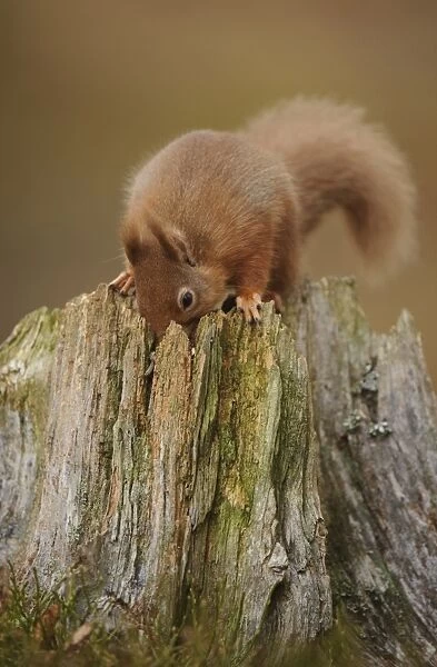 Eurasian Red Squirrel (Sciurus vulgaris) adult, foraging on stump in coniferous forest, Cairngorms N. P