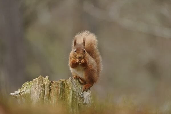 Eurasian Red Squirrel (Sciurus vulgaris) adult, feeding on hazelnut, sitting on stump in coniferous forest