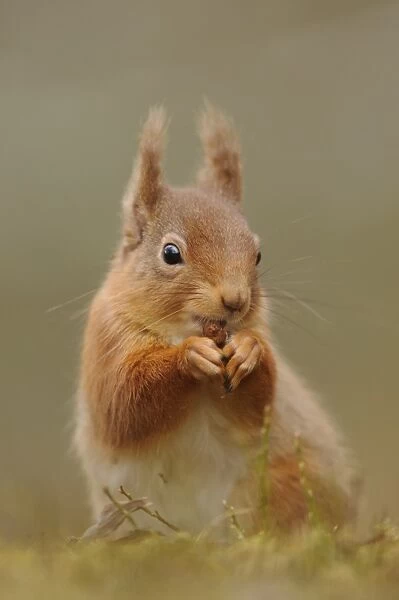 Eurasian Red Squirrel (Sciurus vulgaris) adult, feeding on hazelnut, sitting amongst heather in coniferous forest