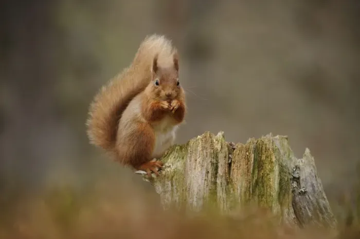Framed Print : Eurasian Red Squirrel (Sciurus vulgaris) adult, feeding on hazelnut, sitting on stump in coniferous forest Framed Print : Eurasian Red Squirrel (Sciurus vulgaris) adult, feeding on hazelnut, sitting on stump in coniferous forest