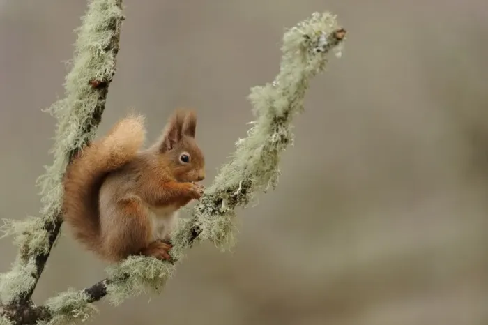 Framed Print : Eurasian Red Squirrel (Sciurus vulgaris) adult, feeding on hazelnut, sitting on lichen covered branch in coniferous