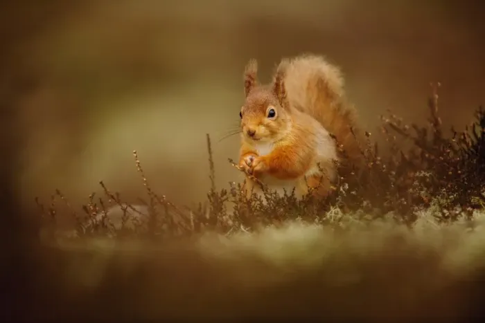 Framed Print : Eurasian Red Squirrel (Sciurus vulgaris) adult, sitting amongst heather in coniferous forest, Cairngorms N. P