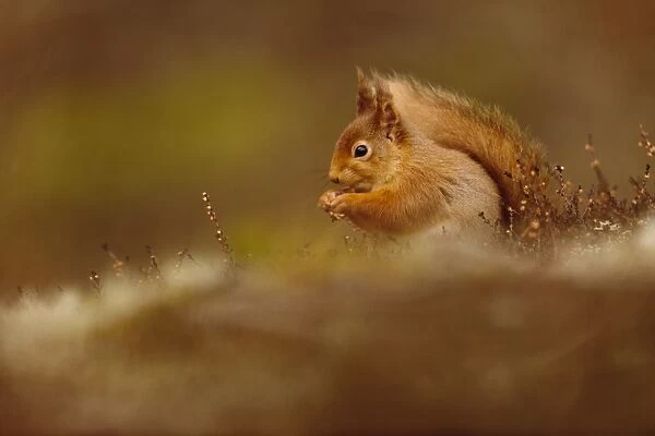 Eurasian Red Squirrel (Sciurus vulgaris) adult, feeding on hazelnut, sitting amongst heather in coniferous forest