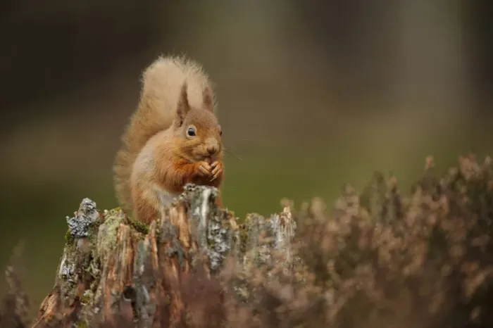 Framed Print : Eurasian Red Squirrel (Sciurus vulgaris) adult, feeding on hazelnut, sitting on stump amongst heather in coniferous Framed Print : Eurasian Red Squirrel (Sciurus vulgaris) adult, feeding on hazelnut, sitting on stump amongst heather in coniferous