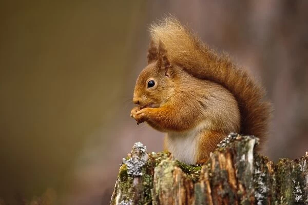 Eurasian Red Squirrel (Sciurus vulgaris) adult, feeding on hazelnut, sitting on stump in coniferous forest