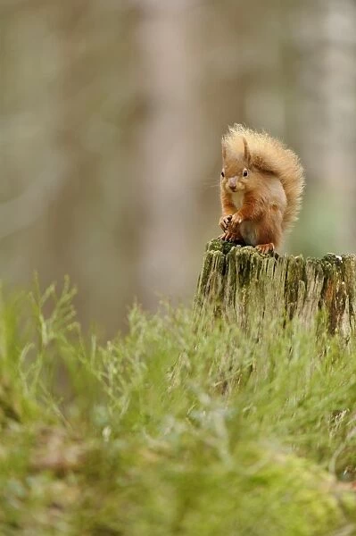 Eurasian Red Squirrel (Sciurus vulgaris) adult, sitting on stump in coniferous forest, Glen Feshie, Cairngorms N. P