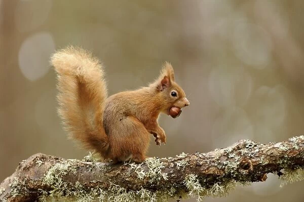 Eurasian Red Squirrel (Sciurus vulgaris) adult, with hazelnut in mouth, sitting on lichen covered branch in coniferous