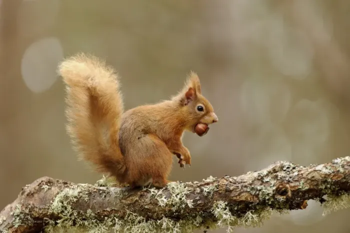 Framed Print : Eurasian Red Squirrel (Sciurus vulgaris) adult, with hazelnut in mouth, sitting on lichen covered branch in coniferous Framed Print : Eurasian Red Squirrel (Sciurus vulgaris) adult, with hazelnut in mouth, sitting on lichen covered branch in coniferous