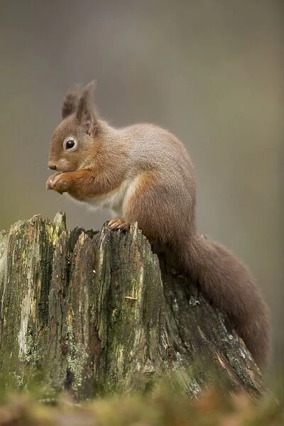 Eurasian Red Squirrel (Sciurus vulgaris) adult, feeding, sitting on stump, Scotland, January