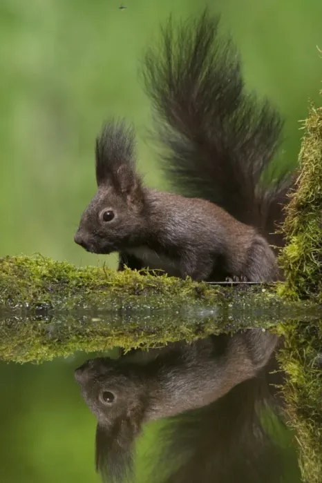Framed Print : Eurasian Red Squirrel (Sciurus vulgaris) dark form, adult, drinking at woodland pool, Hortobagy N. P. Hungary, April
