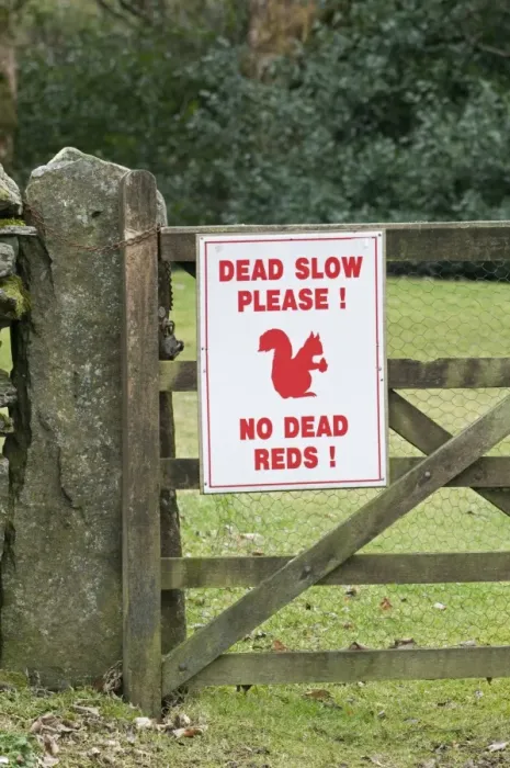 Framed Print : Eurasian Red Squirrel (Sciurus vulgaris) Dead Slow Please sign on gate, warning drivers to slow down, near Derwent Water, Lake District, Cumbria, England Framed Print : Eurasian Red Squirrel (Sciurus vulgaris) Dead Slow Please sign on gate, warning drivers to slow down, near Derwent Water, Lake District, Cumbria, England