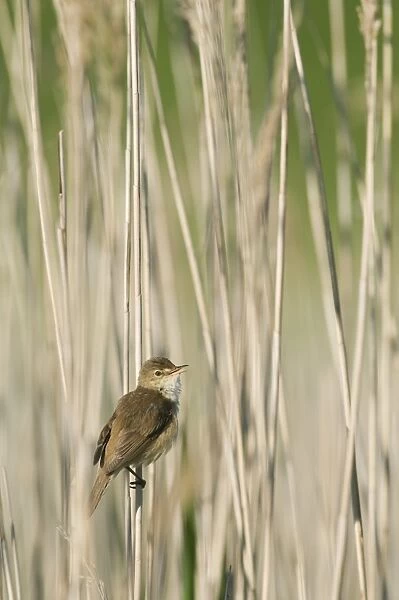 Eurasian Reed-warbler (Acrocephalus scirpaceus) adult, singing, perched on reed stem, North Kent Marshes, Isle of Sheppey, Kent, England, may