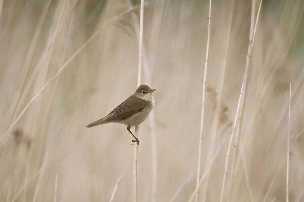 Eurasian Reed-warbler (Acrocephalus scirpaceus) adult, perched on reed stem in reedbed, Crossness Nature Reserve