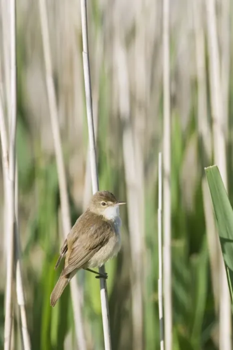 Framed Print : Eurasian Reed-warbler (Acrocephalus scirpaceus) adult, perched on reed stem, North Kent Marshes, Isle of Sheppey, Kent, England, may Framed Print : Eurasian Reed-warbler (Acrocephalus scirpaceus) adult, perched on reed stem, North Kent Marshes, Isle of Sheppey, Kent, England, may