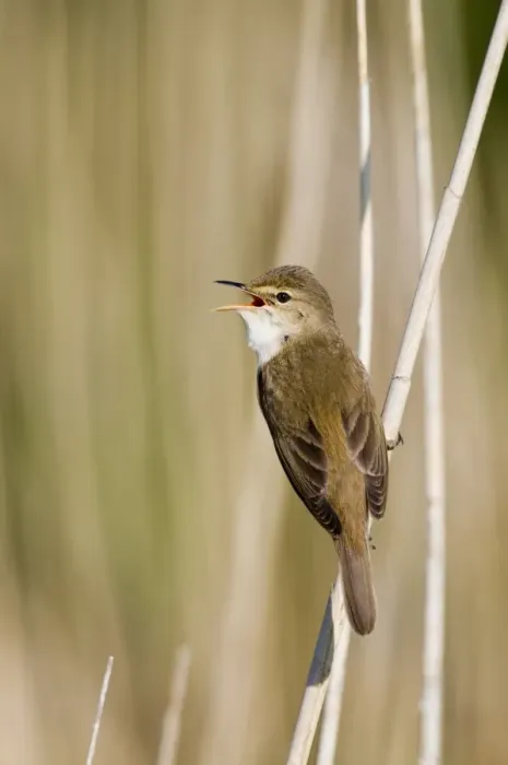 Framed Print : Eurasian Reed-warbler (Acrocephalus scirpaceus) adult, singing, perched on reed stem, Norfolk, England, may Framed Print : Eurasian Reed-warbler (Acrocephalus scirpaceus) adult, singing, perched on reed stem, Norfolk, England, may