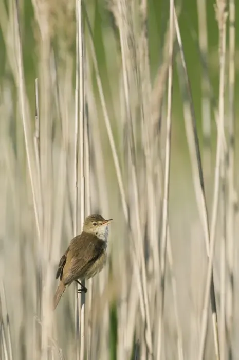 Framed Print : Eurasian Reed-warbler (Acrocephalus scirpaceus) adult, singing, perched on reed stem, North Kent Marshes, Isle of Sheppey, Kent, England, may Framed Print : Eurasian Reed-warbler (Acrocephalus scirpaceus) adult, singing, perched on reed stem, North Kent Marshes, Isle of Sheppey, Kent, England, may
