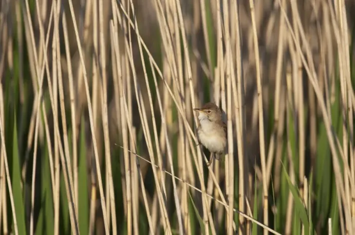 Framed Print : Eurasian Reed-warbler (Acrocephalus scirpaceus) adult, singing, perched on reed stem in reedbed, Cley, Norfolk, England, may Framed Print : Eurasian Reed-warbler (Acrocephalus scirpaceus) adult, singing, perched on reed stem in reedbed, Cley, Norfolk, England, may