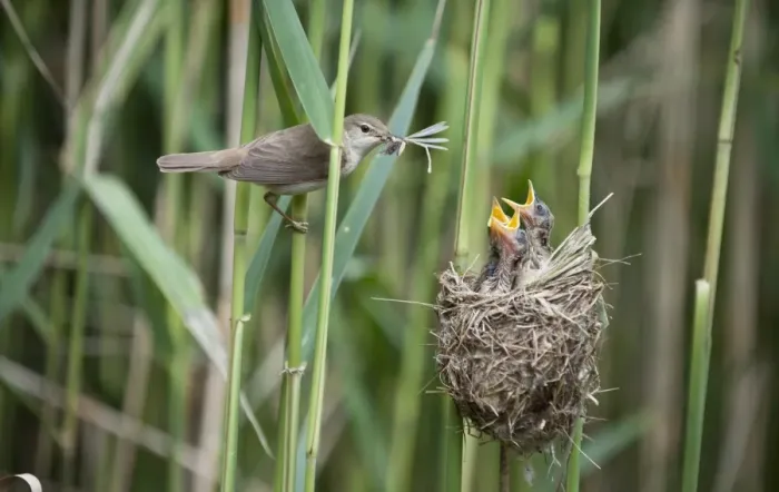 Framed Print : Eurasian Reed-warbler (Acrocephalus scirpaceus) adult, with insects in beak, feeding chicks in nest, England Framed Print : Eurasian Reed-warbler (Acrocephalus scirpaceus) adult, with insects in beak, feeding chicks in nest, England