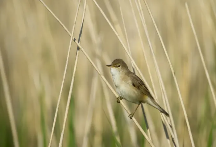 Framed Print : Eurasian Reed-warbler (Acrocephalus scirpaceus) adult, perched on reed stem in reedbed, Cley, Norfolk, England, may