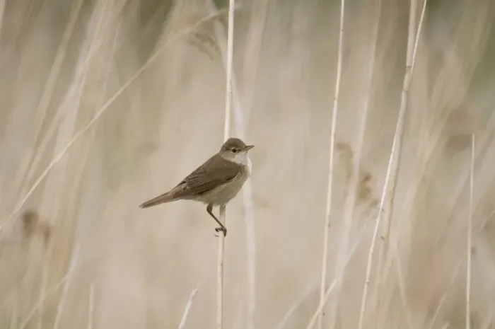 Framed Print : Eurasian Reed-warbler (Acrocephalus scirpaceus) adult, perched on reed stem in reedbed, Crossness Nature Reserve Framed Print : Eurasian Reed-warbler (Acrocephalus scirpaceus) adult, perched on reed stem in reedbed, Crossness Nature Reserve