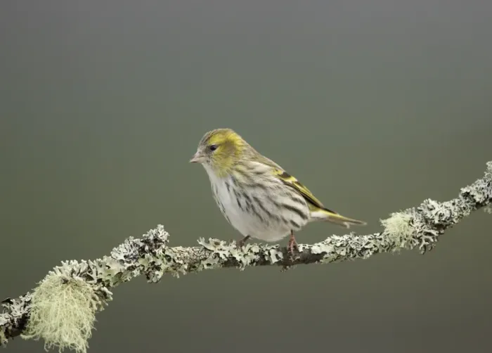 Framed Print : Eurasian Siskin (Carduelis spinus) adult female, perched on lichen covered twig, Scotland, February