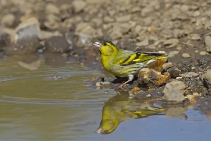 Framed Print : Eurasian Siskin (Carduelis spinus) adult male, drinking at puddle, Norfolk, England, April Framed Print : Eurasian Siskin (Carduelis spinus) adult male, drinking at puddle, Norfolk, England, April