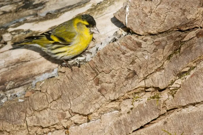 Framed Print : Eurasian Siskin (Carduelis spinus) adult male, feeding on seeds, standing on log, Bialowieza N. P