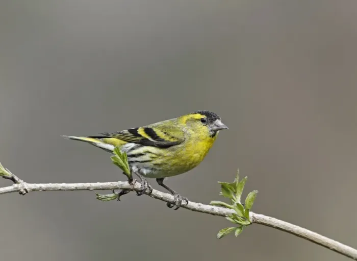 Framed Print : Eurasian Siskin (Carduelis spinus) adult male, perched on Elder (Sambucus nigra) twig, Staffordshire, England, March Framed Print : Eurasian Siskin (Carduelis spinus) adult male, perched on Elder (Sambucus nigra) twig, Staffordshire, England, March