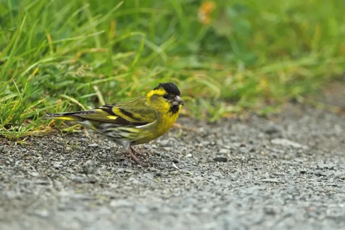 Framed Print : Eurasian Siskin (Carduelis spinus) adult male, standing on ground, Wood of Cree RSPB Reserve, Dumfries and Galloway, Scotland, may Framed Print : Eurasian Siskin (Carduelis spinus) adult male, standing on ground, Wood of Cree RSPB Reserve, Dumfries and Galloway, Scotland, may
