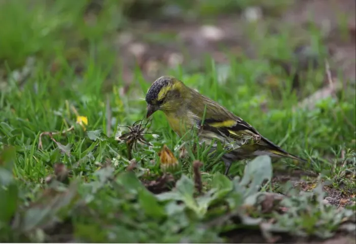 Framed Print : Eurasian Siskin (Carduelis spinus) immature male, first year plumage, feeding on dandelion seeds, Norfolk, England, october Framed Print : Eurasian Siskin (Carduelis spinus) immature male, first year plumage, feeding on dandelion seeds, Norfolk, England, october
