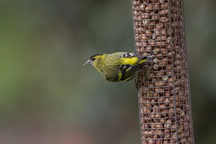 Framed Print : Eurasian Siskin on garden pea-nut feeder Framed Print : Eurasian Siskin on garden pea-nut feeder