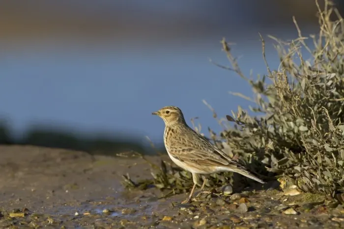 Framed Print : Eurasian Skylark (Alauda arvensis) adult, foraging along coastal creek, Morston Channel, Norfolk, England, February