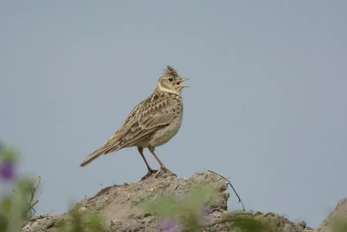 Framed Print : Eurasian Skylark (Alauda arvensis) adult male, singing, standing on mound, Norfolk, England, June Framed Print : Eurasian Skylark (Alauda arvensis) adult male, singing, standing on mound, Norfolk, England, June
