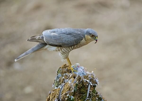 Eurasian Sparrowhawk (Accipiter nisus) adult male, feeding on bird prey at plucking post, Dumfries and Galloway
