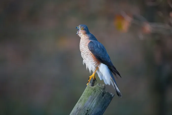 Framed Print : Eurasian Sparrowhawk (Accipiter nisus) adult male, calling, perched on stump in oak woodland, Norfolk, England, december Framed Print : Eurasian Sparrowhawk (Accipiter nisus) adult male, calling, perched on stump in oak woodland, Norfolk, England, december