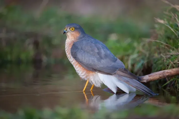 Framed Print : Eurasian Sparrowhawk (Accipiter nisus) adult male, bathing, in oak woodland, Norfolk, England, december Framed Print : Eurasian Sparrowhawk (Accipiter nisus) adult male, bathing, in oak woodland, Norfolk, England, december