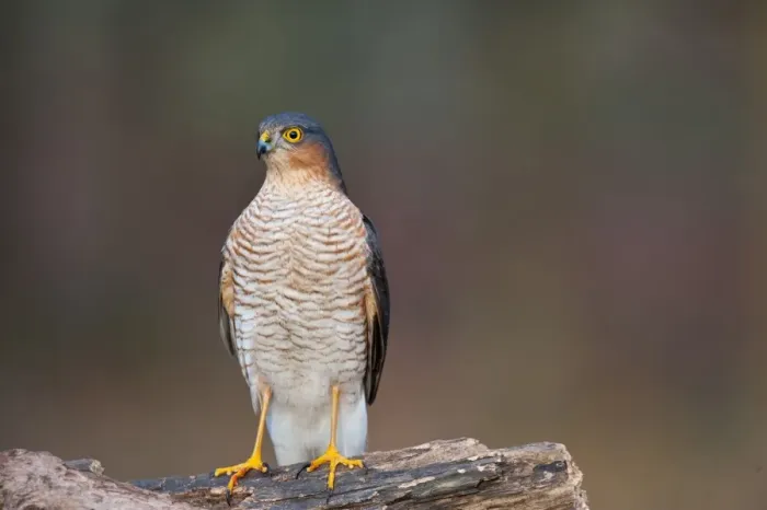 Framed Print : Eurasian Sparrowhawk (Accipiter nisus) adult male, perched on log in oak woodland, Norfolk, England, december Framed Print : Eurasian Sparrowhawk (Accipiter nisus) adult male, perched on log in oak woodland, Norfolk, England, december