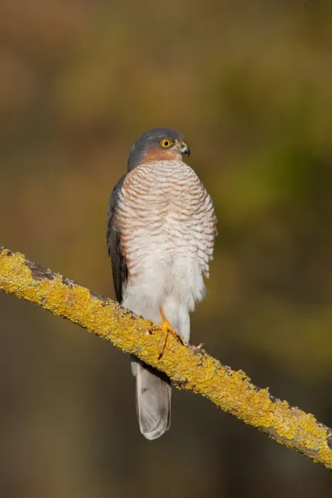 Framed Print : Eurasian Sparrowhawk (Accipiter nisus) adult male, perched on branch in oak woodland, Norfolk, England, december Framed Print : Eurasian Sparrowhawk (Accipiter nisus) adult male, perched on branch in oak woodland, Norfolk, England, december